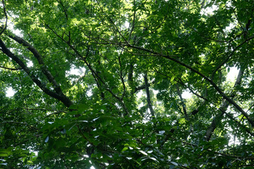 Fototapeta premium Leafy overhead scene with vivid greenery and filtered light. Fresh crown detail showing branches across luminous foliage. Botanical canopy pattern beneath radiant summer sky gaps