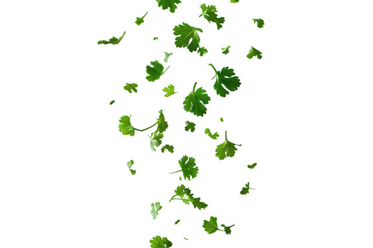 Green fresh herbs falling, cooking ingredient movement, seasoning for food, healthy diet, transparent background