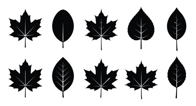 Black silhouettes of various tree leaves including maple and oak species with detailed veins isolated on a plain white background.