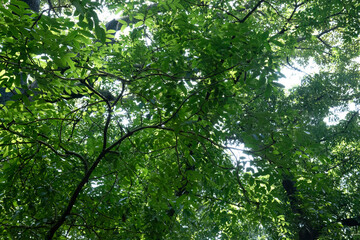 Fototapeta premium Layered crowns create vivid shade beneath bright sky openings. Leaf masses weave organic patterns across overhead branches. Lush arboreal cover shows radiant greenery and airy depth