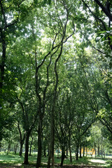Fototapeta premium Elegant trunks rise through bright woodland with spacious perspective. Vertical silhouettes frame luminous greenery across peaceful reserve. Airy forest scene revealing height, openness, 