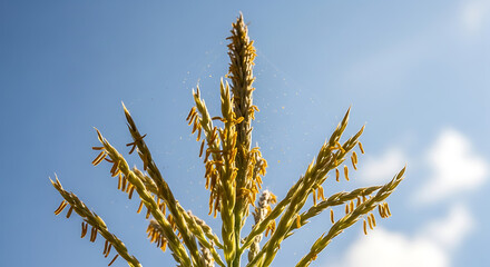 Naklejka premium Macro photography captures corn silk and husk on a growing stalk with intricate textures under soft natural light