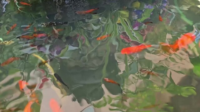 Various species of fish swim around in the pond. Koi, colorful mollies, goldfish, female guppies (Rainbow) are all swimming near the surface searching for food. Most of the fish are orange and white.
