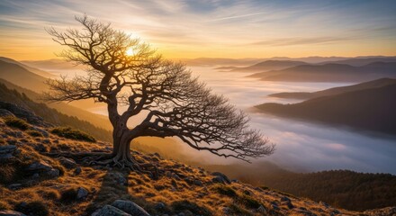 Naklejka premium Solitary Gnarled Tree Bathed in Golden Sunrise Light Over Misty Mountain Landscape