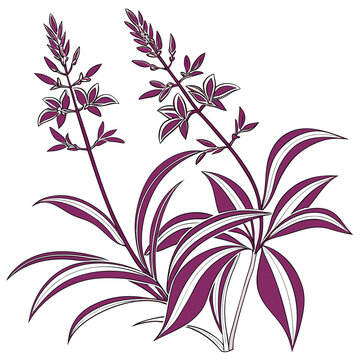 tradescantia spathacea