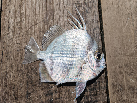Photo of orb fish or Ephippus orbis or orbiculate spadefish caught by fishermen