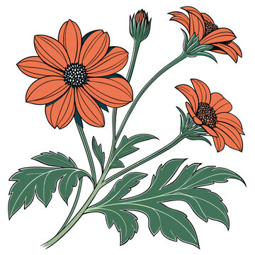 tithonia vector on white