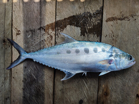 Photo of the talang - talang fish or doublespotted queenfish or Scomberoides lysan, fresh from fishermen's fishing.