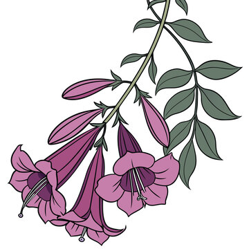 thunbergia mysorensis vector illustration