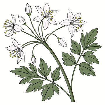 thalictrum elin