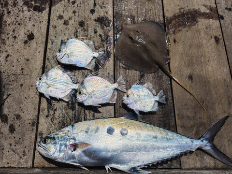Photo of the talang - talang fish or doublespotted queenfish or Scomberoides lysan, fresh from fishermen's fishing.