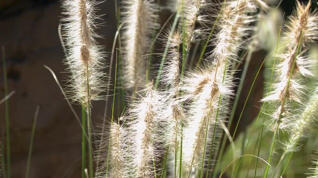 Backlit Fountain Grass Flower Heads Swaying in the Sunlight