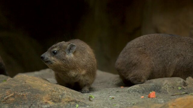 Rock Hyrax Eating Vegetables on Rocks in a Zoo Enclosure