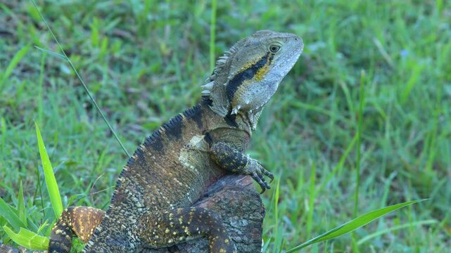 Australian Water Dragon Perched on a Rock in Beerwah Queensland