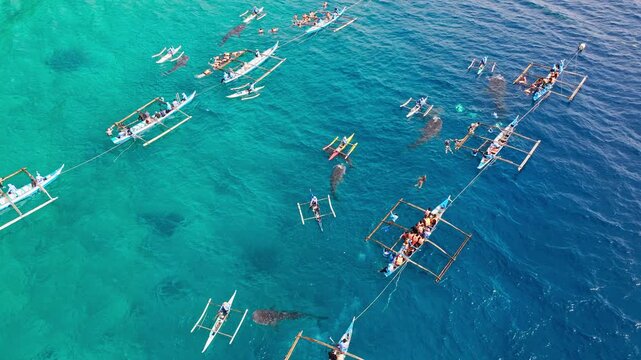 Drone view of tourists and boats gathering around whale sharks in Oslob sea