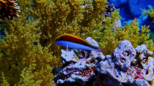 A slender, elongated fish perching on a rocky outcrop, vibrant coral sway in tandem