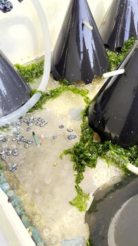 Vertical. Seawater from hose rinse clean abalone spat in tank on aquafarm