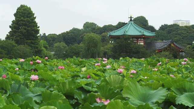上野公園 不忍池の蓮の花