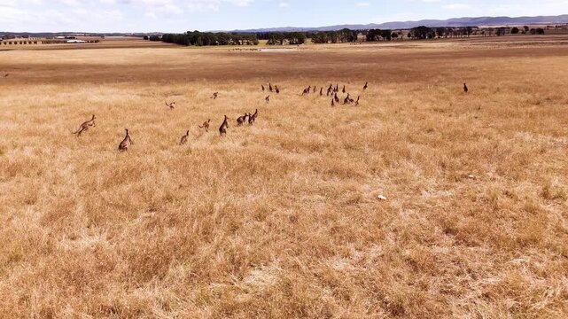 Kangaroo mob hopping through a field of orange dry grass in New South Wales, Australia_2