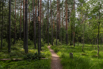 Obraz premium Picturesque forest trail winding through a pine forest on a sunny summer day.