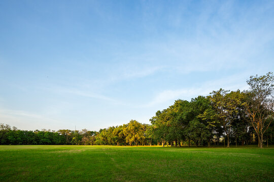 Green grass field and lush trees under blue sky in public park. Beautiful natural landscape background for ecology, environment, or outdoor recreation concept. Bright sunny summer day.