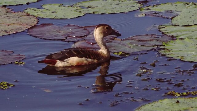 Cinematic Lesser Whistling Duck Swimming Among Lily Pads with Perfect Water Reflection