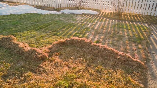 Sunny spring sunset, lawn being loosened and raked. Lawn grass before and after gardener work