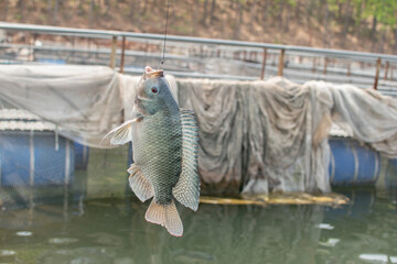 A freshly caught fish hangs on a hook above calm water, captured at a fish farm with soft natural background tones. © Bhudev