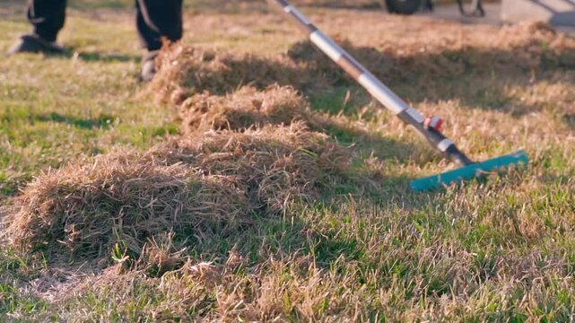 Person raking lawn after winter in slow motion. Lawn grass renewal in spring