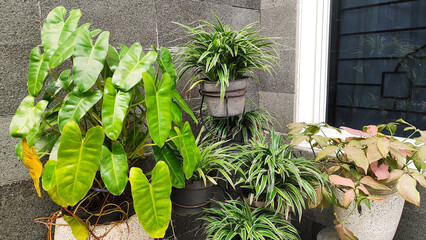 Indoor Potted Plant Collection for Home Decor Ideas - Green Interior Design. Potted Philodendron, Spider Plants, and Pink Syngonium on Display - Indoor Garden Corner and Houseplant Collection Ideas. © nisi