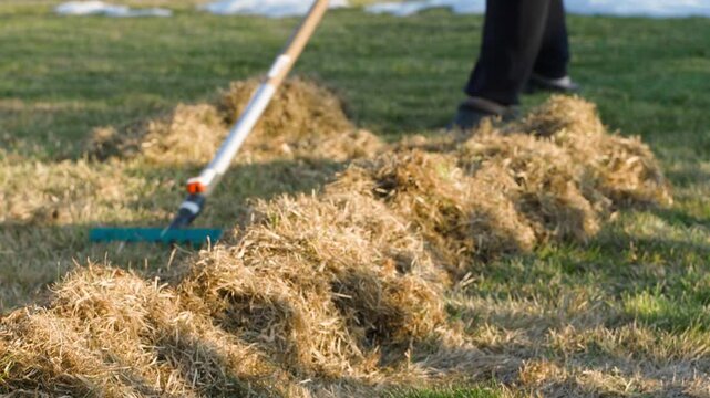 Gardener removing dry dead grass from lawn with rake. Lawn grass care in spring