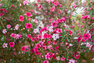 Fototapeta premium pink flowers in the garden