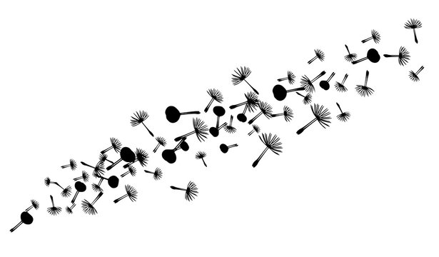 Abstract dandelion seed vector background with floating floral elements in modern minimal style