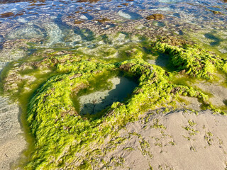 Green rock pool with sea plants, natural coastal tide pool with marine life © Isabelle