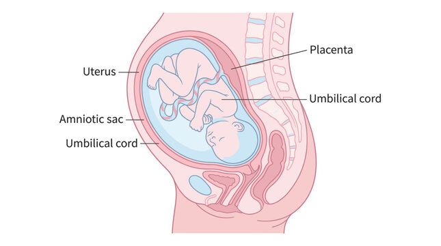 Medical vector illustration showing fetal position in the uterus with labeled anatomy elements. Prenatal education, pregnancy development and maternal healthcare concept.
