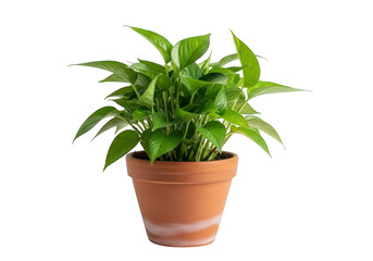 Fototapeta premium Green plant in a terracotta pot isolated on transparent background