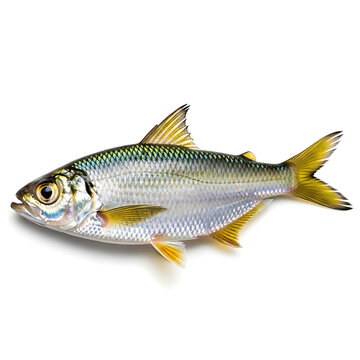 Silver fish with yellow fins on white background scales