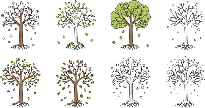 Tree seasons vector set with spring summer autumn winter stages nature illustration collection hand drawn style