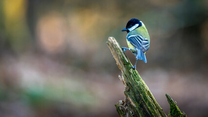 eine Kohlmeise auf einem Ast © jsr548