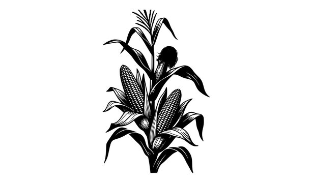 Detailed maize plant silhouette vector with two corn ears and leaves black and white agricultural illustration isolated on white