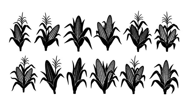 Corn plant silhouettes vector set with maize stalks and two ears in varied shapes black and white agriculture collection isolated