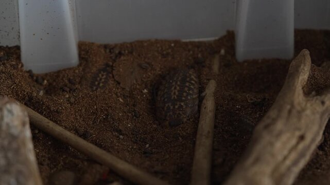 Giant Cave Cockroach Slowly Moving in Soil