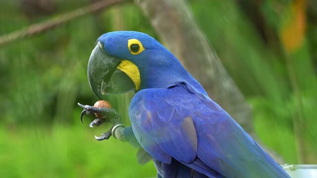 A Hyacinth macaw (Anodorhynchus hyacinthinus) grips a nut in its claw, cracks open the shell with its bill, and feeds on it, close up shot.