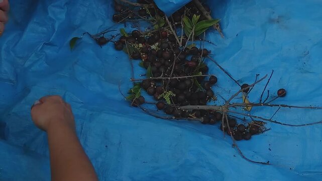 Top down handheld view of freshly harvested olives being sorted by hand on a blue tarp while branches and stems are removed before olive oil processing.