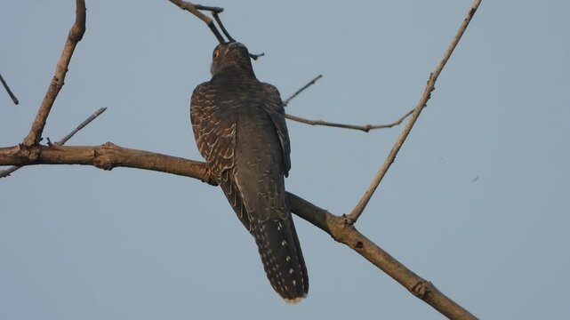 Common Hawk-Cuckoo sitting and watching.