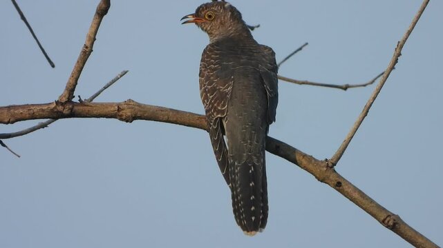 Common Hawk-Cuckoo waiting for pry .
