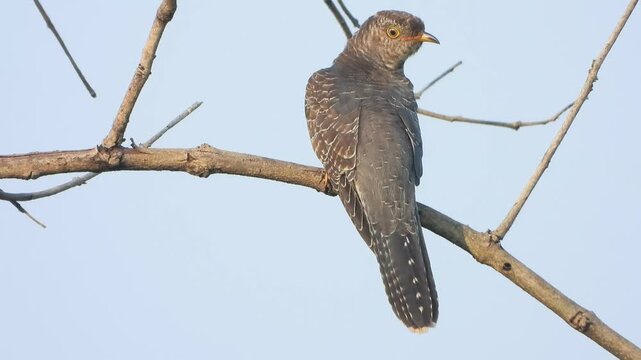 Common Hawk-Cuckoo watching insects .
