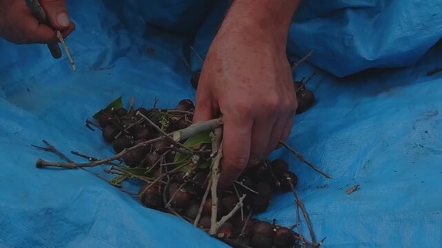 Close handheld view of freshly harvested olives being separated from twigs and branches during sorting, an early step that prepares the fruit for pressing and olive oil extraction.
