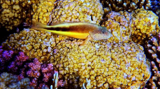 Long tail fish perch on vibrant coral reef, soft bioluminescent glow reflect on Red sea floor