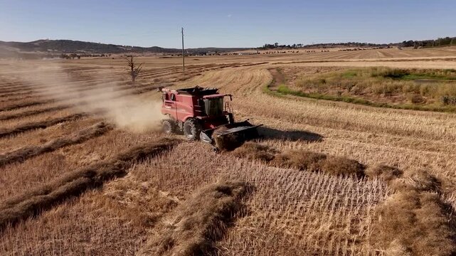 Red Case IH Axial-Flow combine harvester processing swaths of product for summer harvest in NSW, Australia 